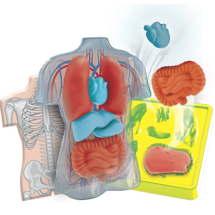 Clementoni Science Classique|Mini Labo d'anatomie