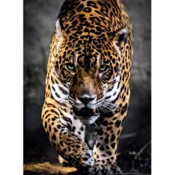 Clementoni Football|Vintage|Walk Of The Jaguar - 1000 pièces